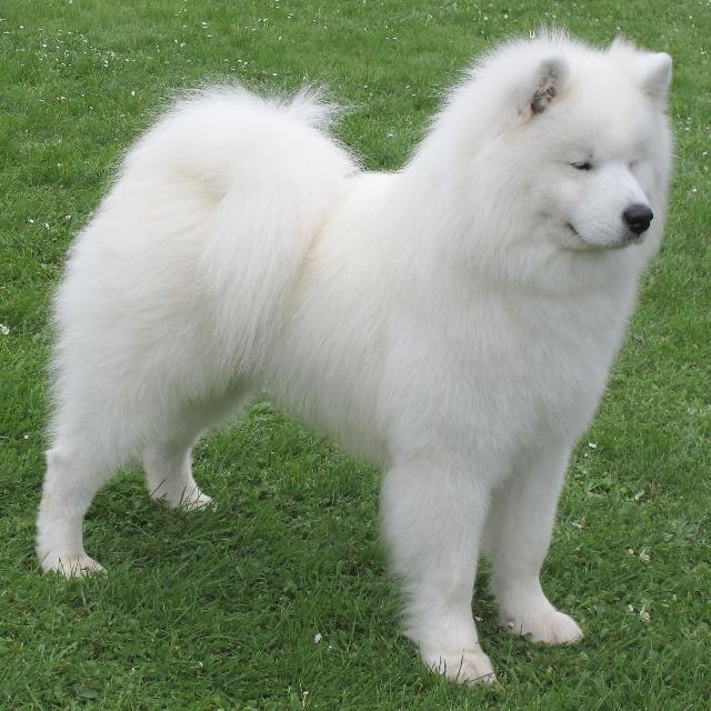 Samojed