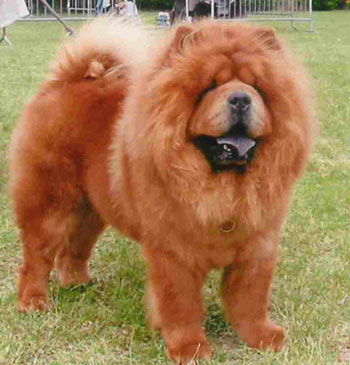 Chow Chow