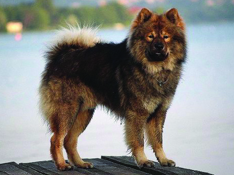 EURASIER